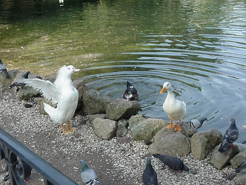 Ducks in Villa Borghese in Rome.jpg